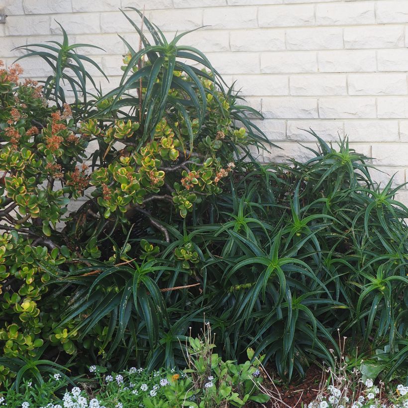 Aloe striatula ArticJungle (Hafen)