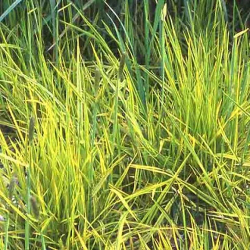 Alopecurus pratensis Aureovariegatus - Wiesen-Fuchsschwanz (Foliage)