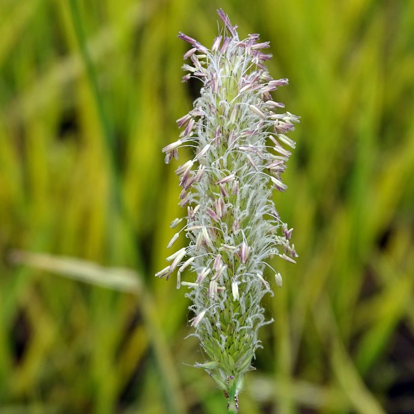 Alopecurus pratensis Aureovariegatus - Wiesen-Fuchsschwanz (Flowering)
