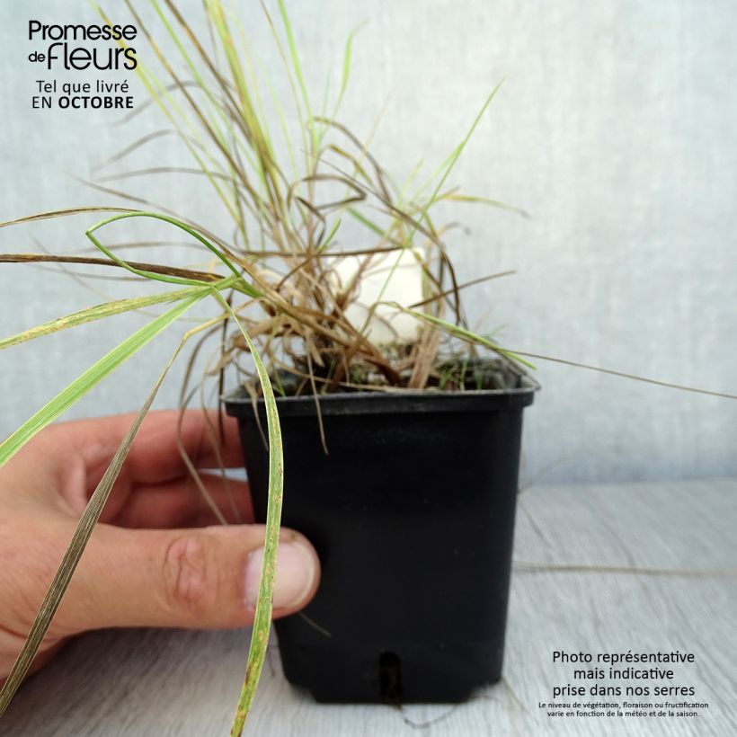 Example of Alopecurus pratensis Aureovariegatus - Wiesen-Fuchsschwanz Kleine Töpfe von 8/9 cm as you get in automne