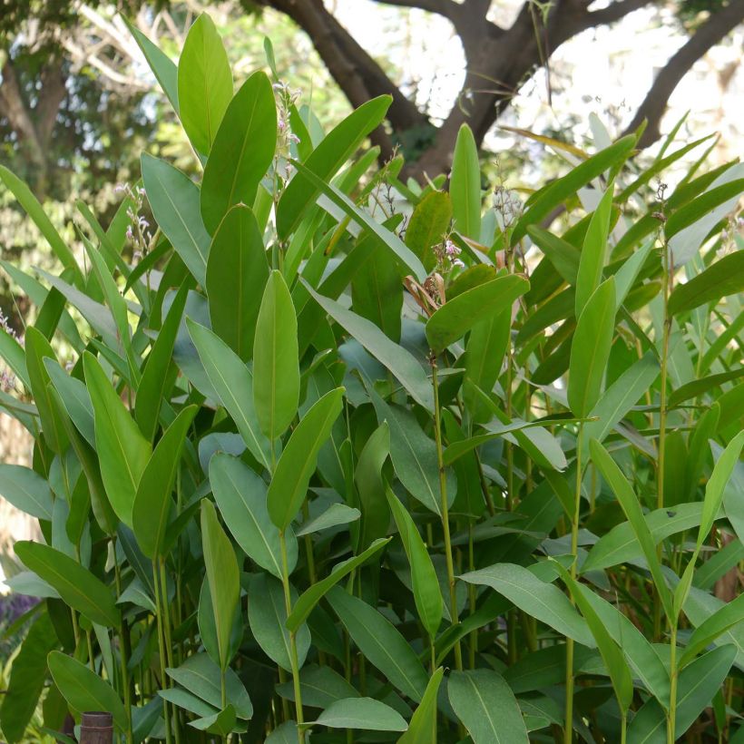 Alpinia galanga - Thai-Ingwer (Foliage)