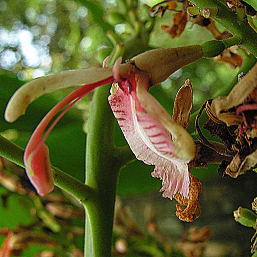 Alpinia galanga - Thai-Ingwer (Flowering)