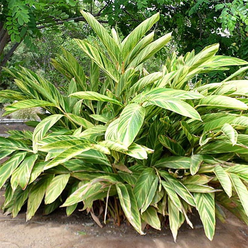 Alpinia zerumbet Variegata - Muschelingwer (Foliage)