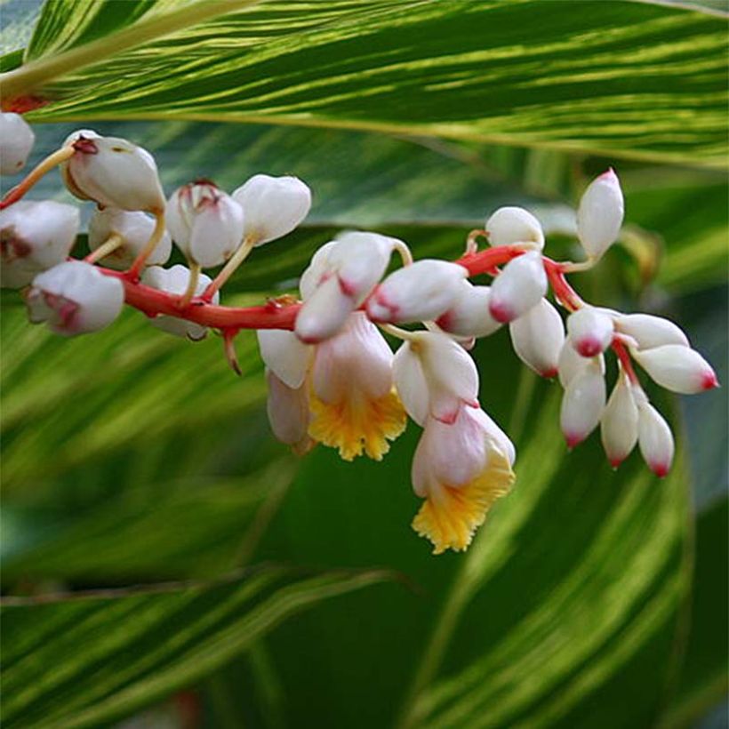 Alpinia zerumbet Variegata - Muschelingwer (Flowering)