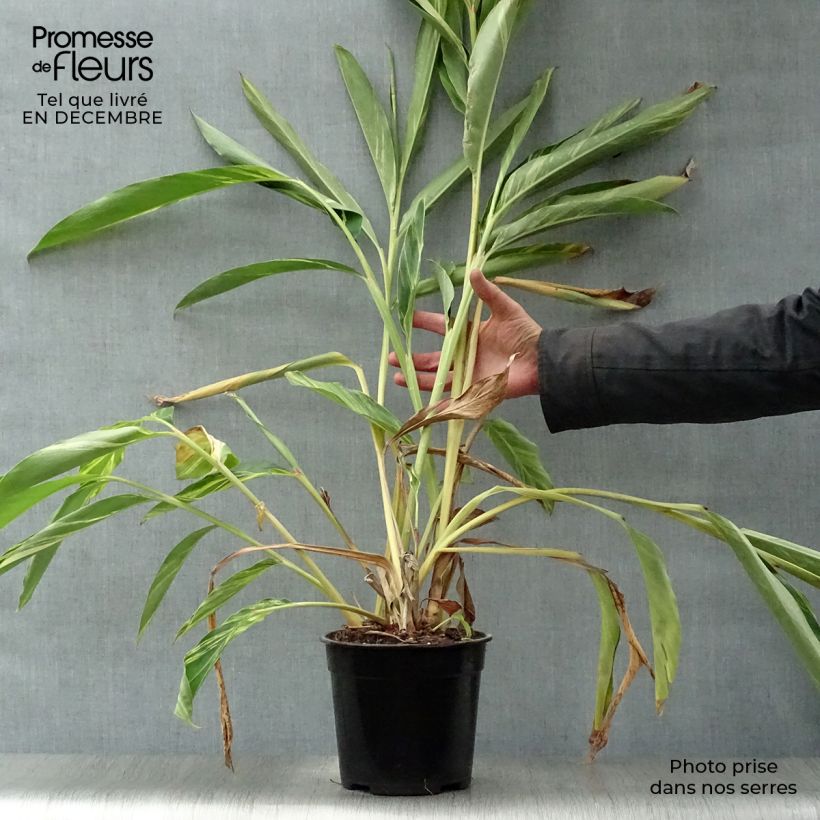 Exemplar von Alpinia zerumbet Variegata - Muschelingwer Topf mit 2L/3L wie im Winter geliefert