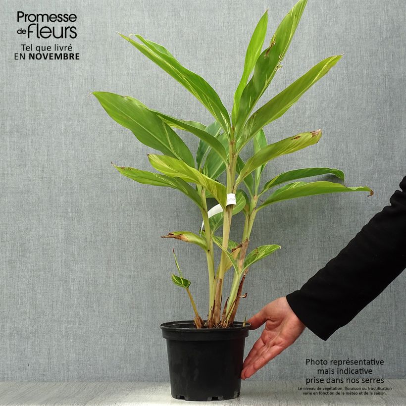 Example of Alpinia zerumbet Variegata - Muschelingwer Topf mit 2L/3L as you get in automne
