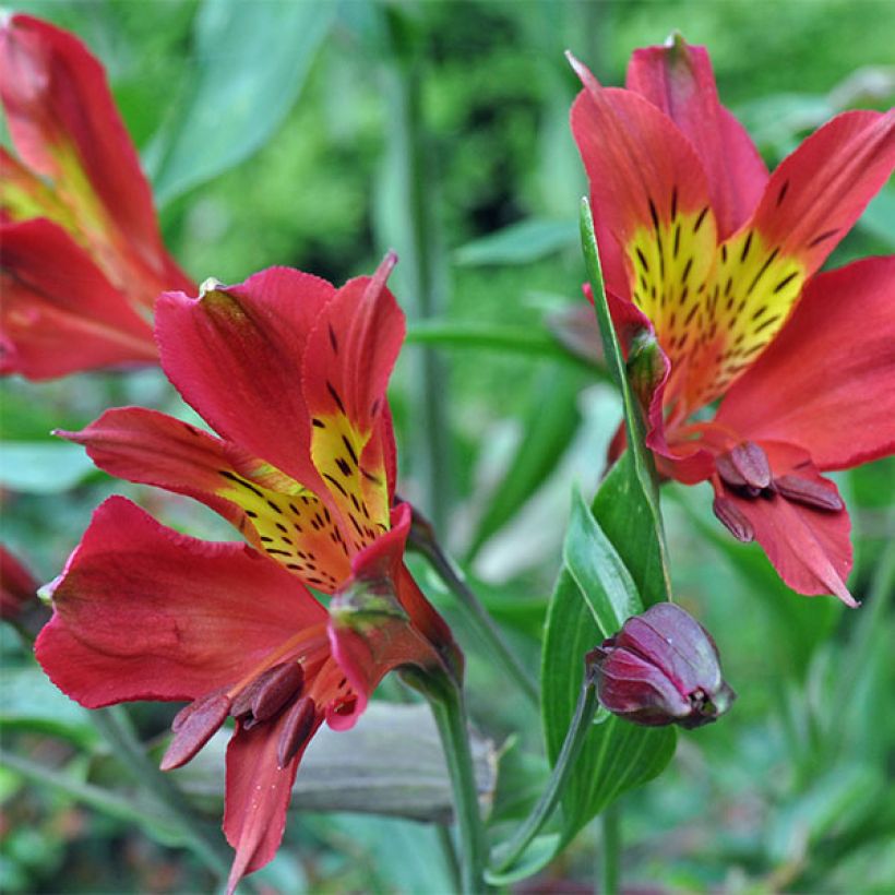 Alstroemeria Inca Adore - Inkalilie (Flowering)