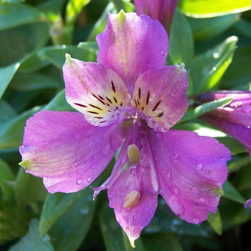Alstroemeria Inca Lake - Inkalilie (Flowering)