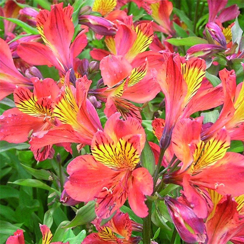 Alstroemeria Inca Tropic - Inkalilie (Flowering)