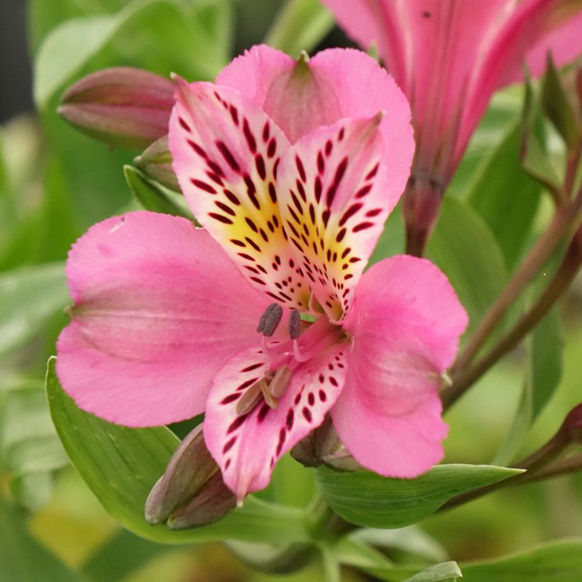 Alstroemeria Duc d'Anjou Charles - Inkalilie (Blüte)