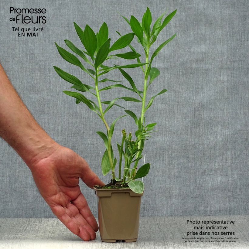 Exemplar von Alstroemeria Duc d'Anjou Charles - Inkalilie Kleine Töpfe von 8/9 cm wie im Frühjahr geliefert