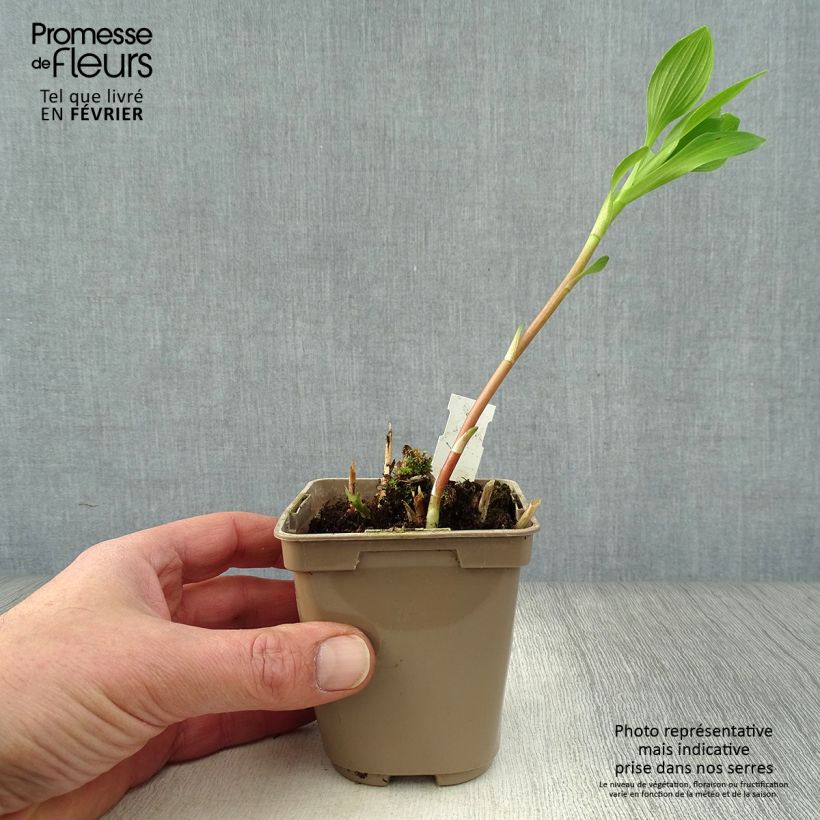 Exemplar von Alstroemeria Duc d'Anjou Charles - Inkalilie Kleine Töpfe von 8/9 cm wie im Winter geliefert