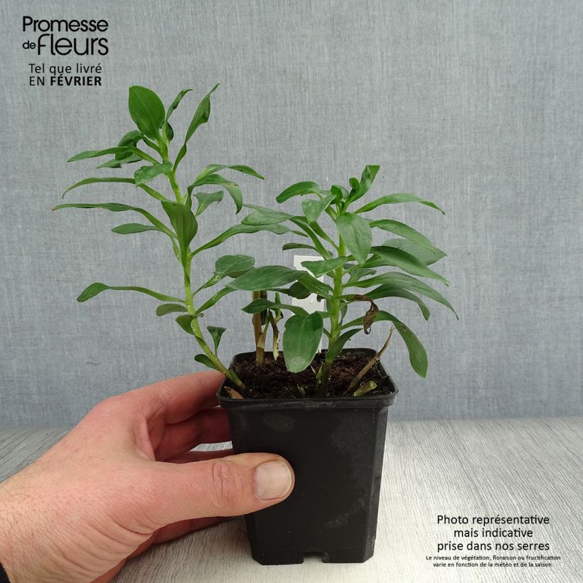 Exemplar von Alstroemeria Duc d'Anjou Edouard - Inkalilie Kleine Töpfe von 8/9 cm wie im Winter geliefert