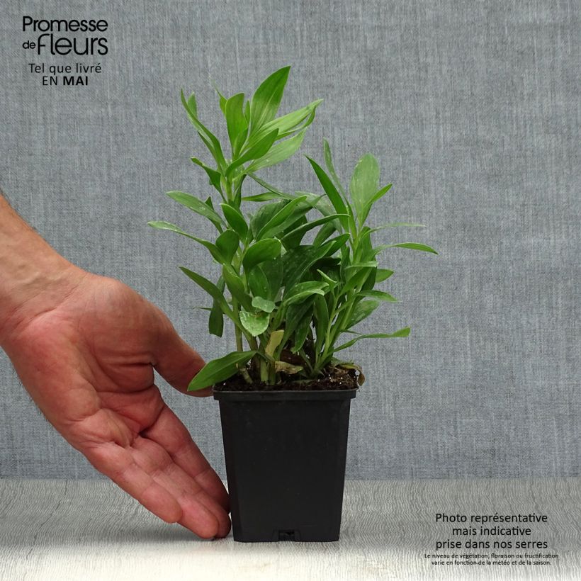 Exemplar von Alstroemeria Duc d'Anjou François - Inkalilie Kleine Töpfe von 8/9 cm wie im Frühjahr geliefert