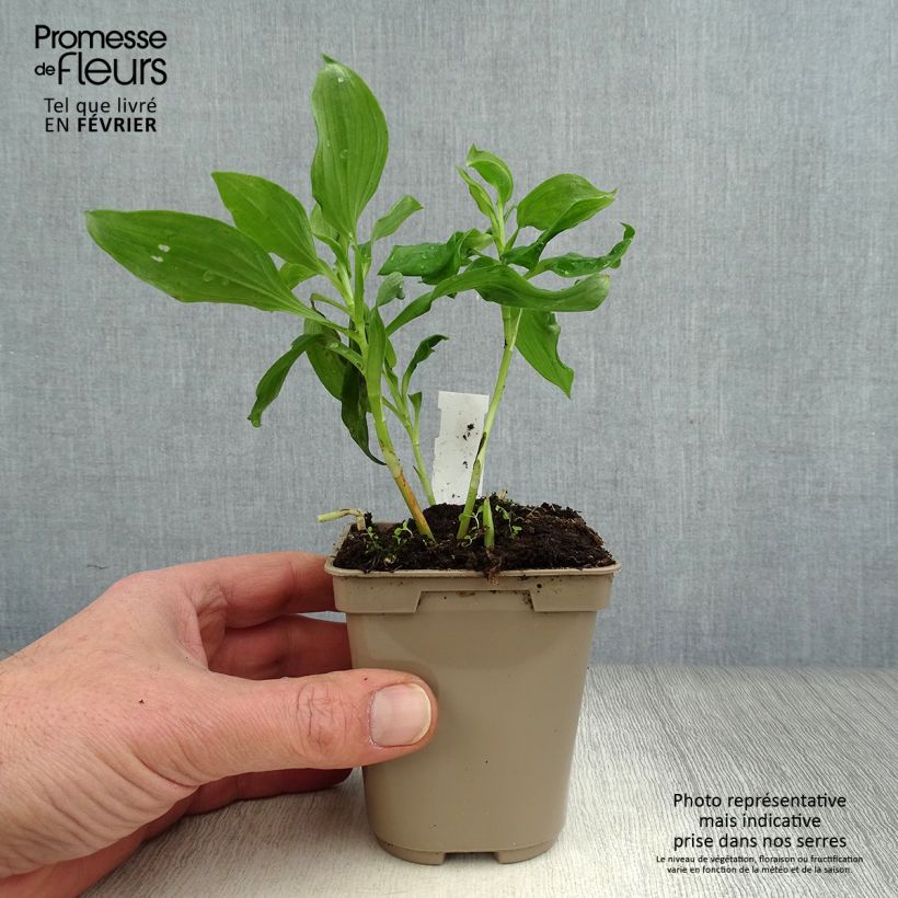 Exemplar von Alstroemeria Duc d'Anjou Jean - Inkalilie Kleine Töpfe von 8/9 cm wie im Winter geliefert