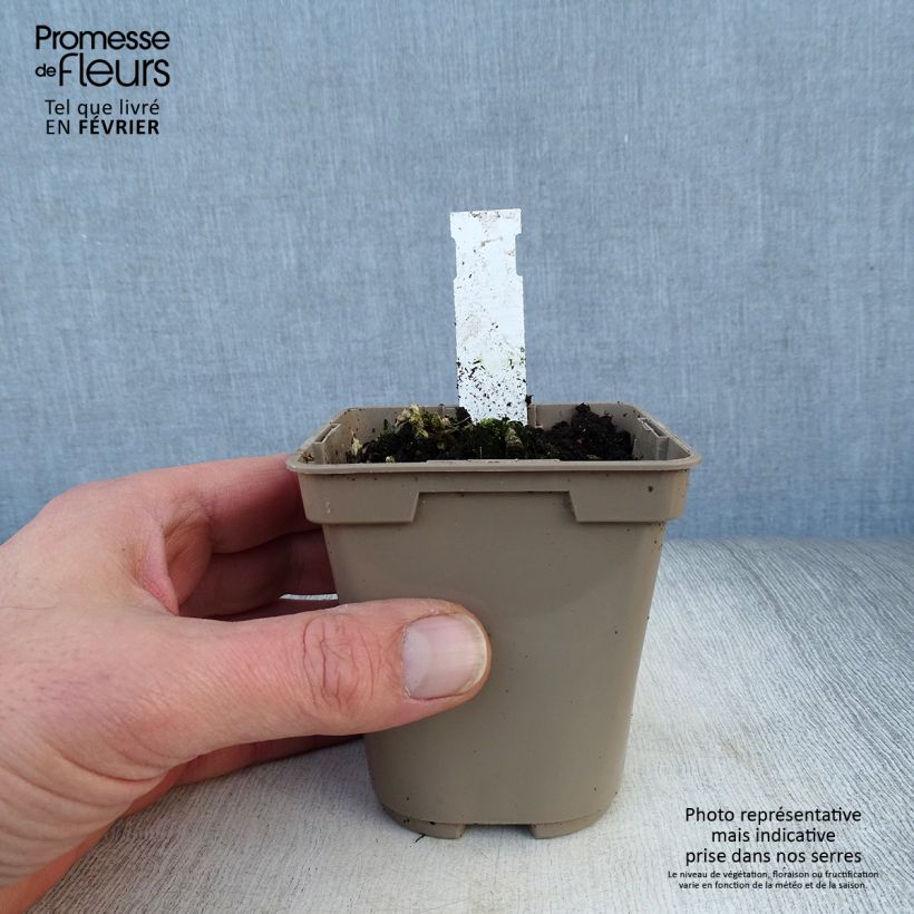 Exemplar von Alstroemeria Duc d'Anjou Nicolas - Inkalilie Kleine Töpfe von 8/9 cm wie im Winter geliefert