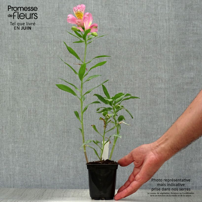 Exemplar von Alstroemeria Duc d'Anjou Pierre - Inkalilie Kleine Töpfe von 8/9 cm wie im Sommer geliefert