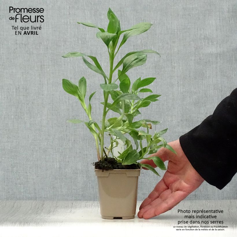 Exemplar von Alstroemeria Duc d'Anjou William - Inkalilie Kleine Töpfe von 8/9 cm wie im Frühjahr geliefert