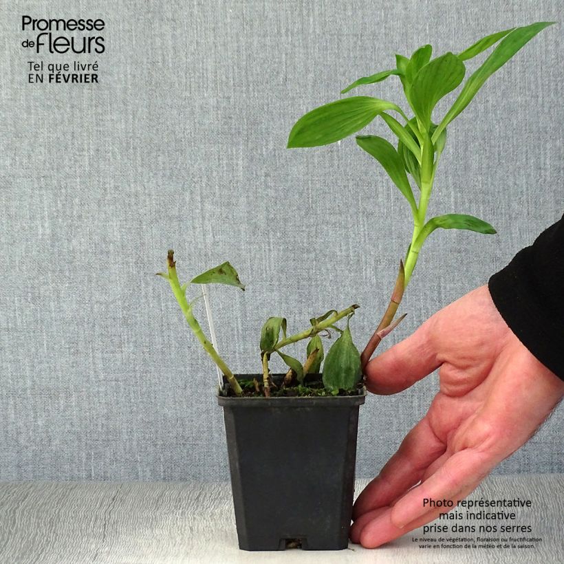 Exemplar von Alstroemeria Duc d'Anjou William - Inkalilie Kleine Töpfe von 8/9 cm wie im Winter geliefert