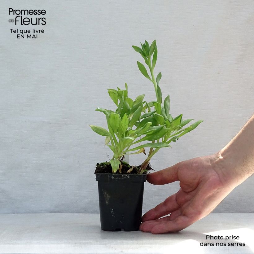 Exemplar von Alstroemeria Duchesses Aliénor - Inkalilie Kleine Töpfe von 8/9 cm wie im Frühjahr geliefert