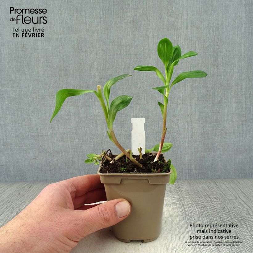 Exemplar von Alstroemeria Duchesses Béatrice - Inkalilie Kleine Töpfe von 8/9 cm wie im Winter geliefert