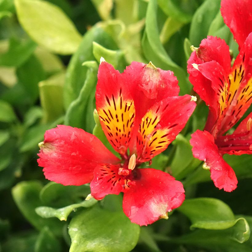Alstroemeria Duchesses Diane - Inkalilie (Blüte)