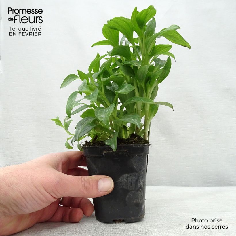 Exemplar von Alstroemeria Duchesse Elisabeth - Inkalilie Kleine Töpfe von 8/9 cm wie im Winter geliefert