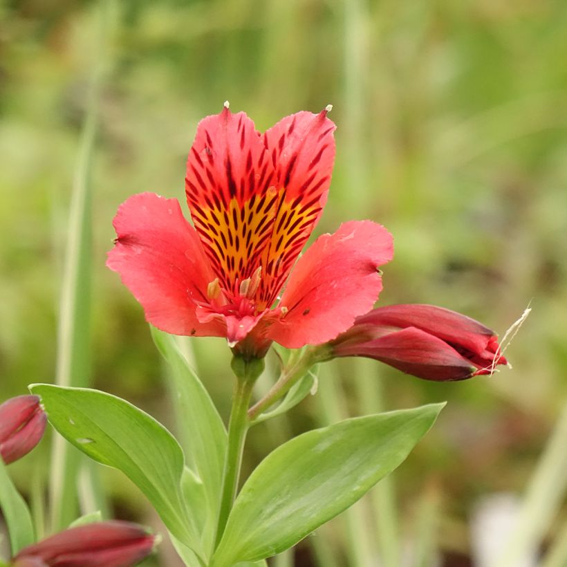 Alstroemeria Duchesse Elisabeth - Inkalilie (Blüte)
