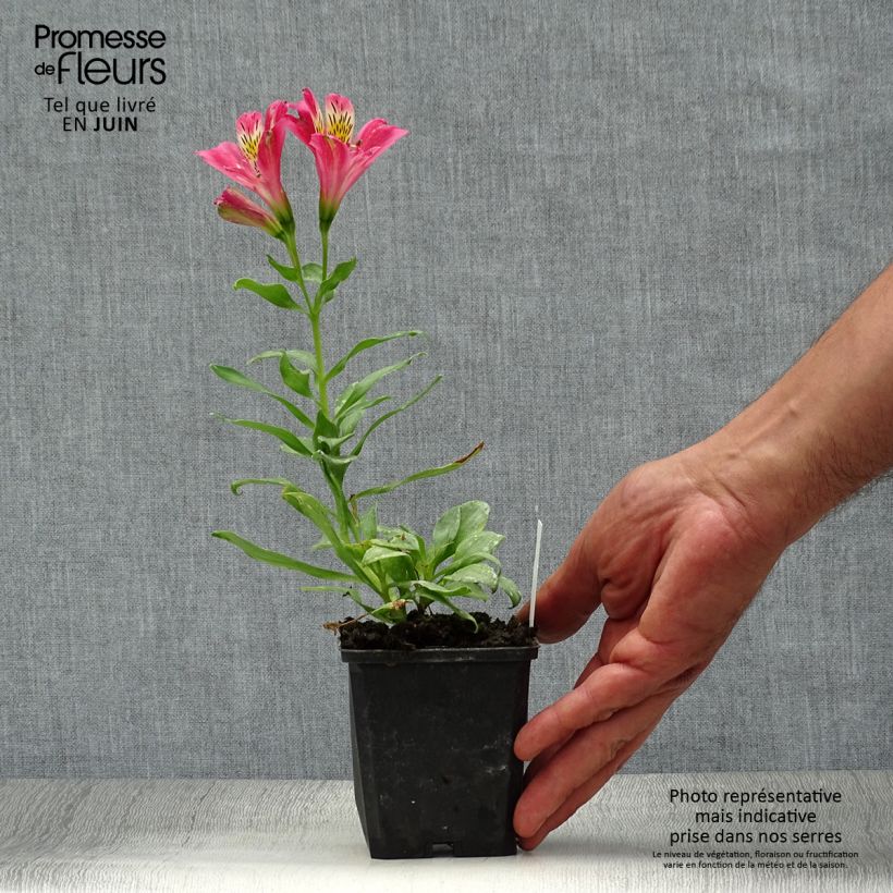 Exemplar von Alstroemeria Duchesses Isabelle - Inkalilie Kleine Töpfe von 8/9 cm wie im Sommer geliefert