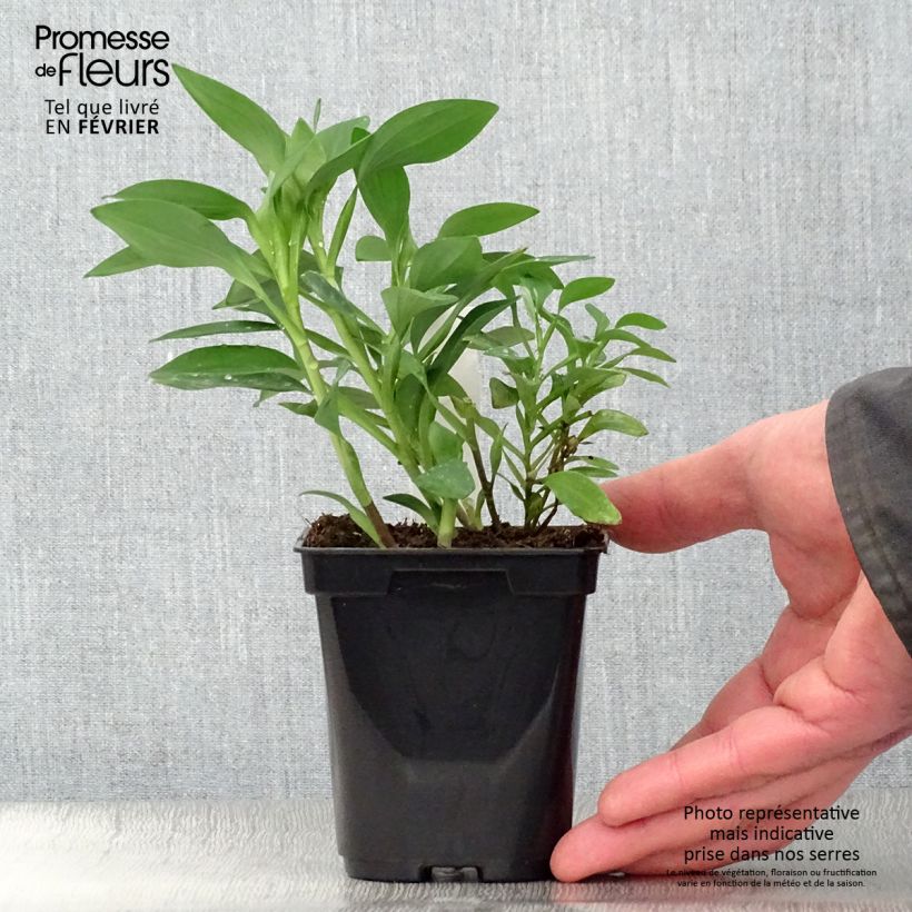 Exemplar von Alstroemeria Duchesses Marguerite - Inkalilie Kleine Töpfe von 8/9 cm wie im Winter geliefert