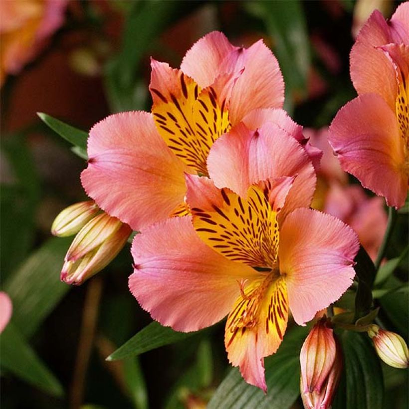 Alstroemeria Inca Serin - Inkalilie (Flowering)