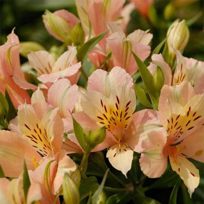 Alstroemeria Inca Coral - Inkalilie (Flowering)