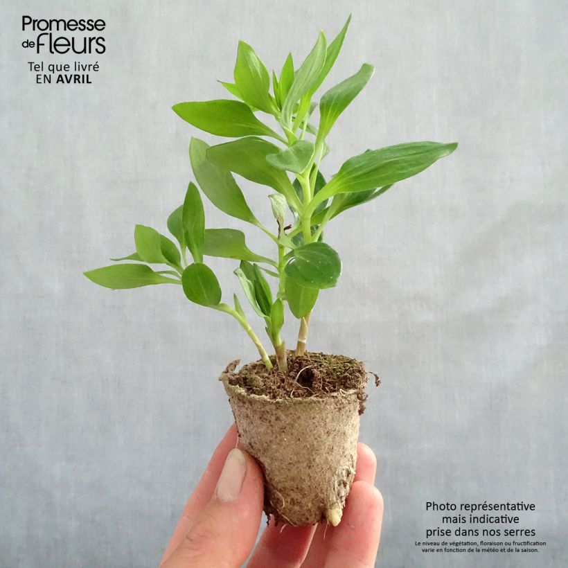 Example of Alstroemeria Inticancha Bryce - Inkalilie Wurzelballen 4 cm x 4,5 cm as you get in printemps