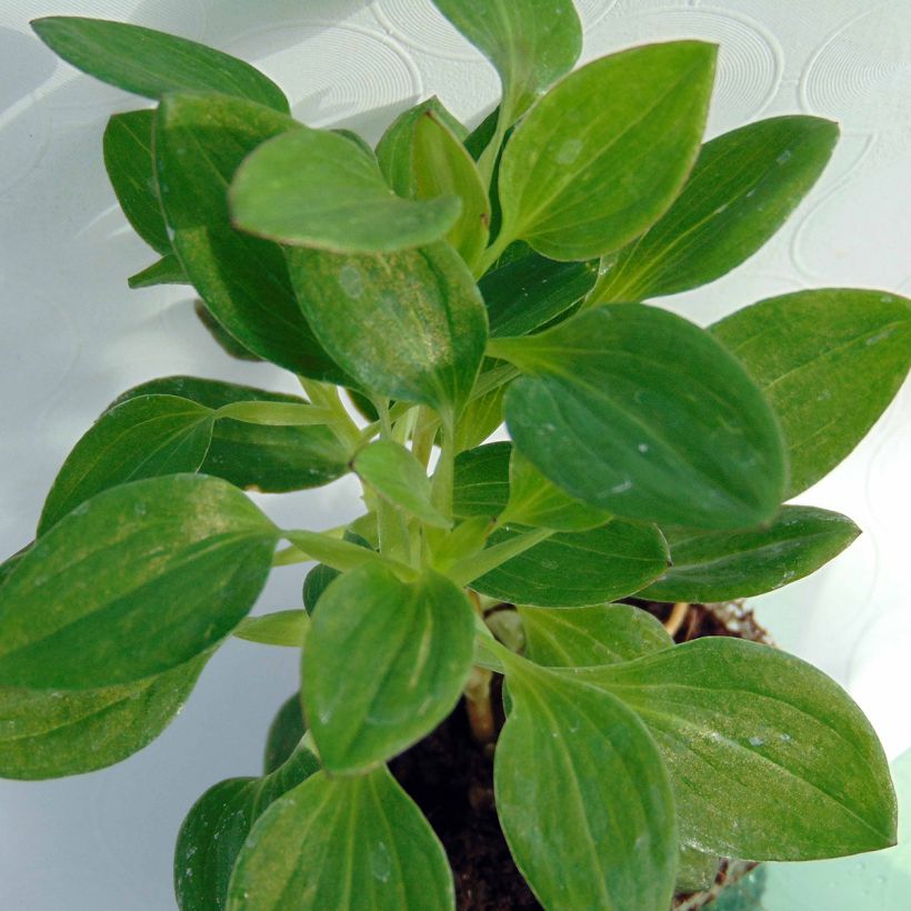 Alstroemeria Inticancha Dark Purple - Inkalilie (Foliage)