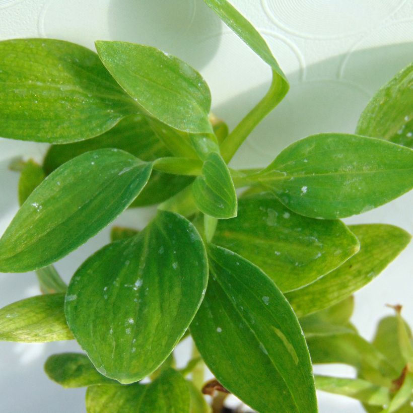 Alstroemeria Inticancha Magic White - Inkalilie (Foliage)