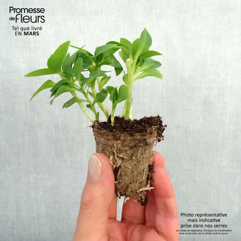 Example of Alstroemeria Inticancha Magic White - Inkalilie Wurzelballen 4 cm x 4,5 cm as you get in printemps