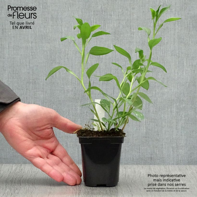 Exemplar von Alstroemeria Majestic Layon - Inkalilie Kleine Töpfe von 8/9 cm wie im Frühjahr geliefert