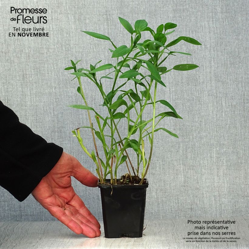 Example of Alstroemeria Majestic Layon - Inkalilie Kleine Töpfe von 8/9 cm as you get in automne