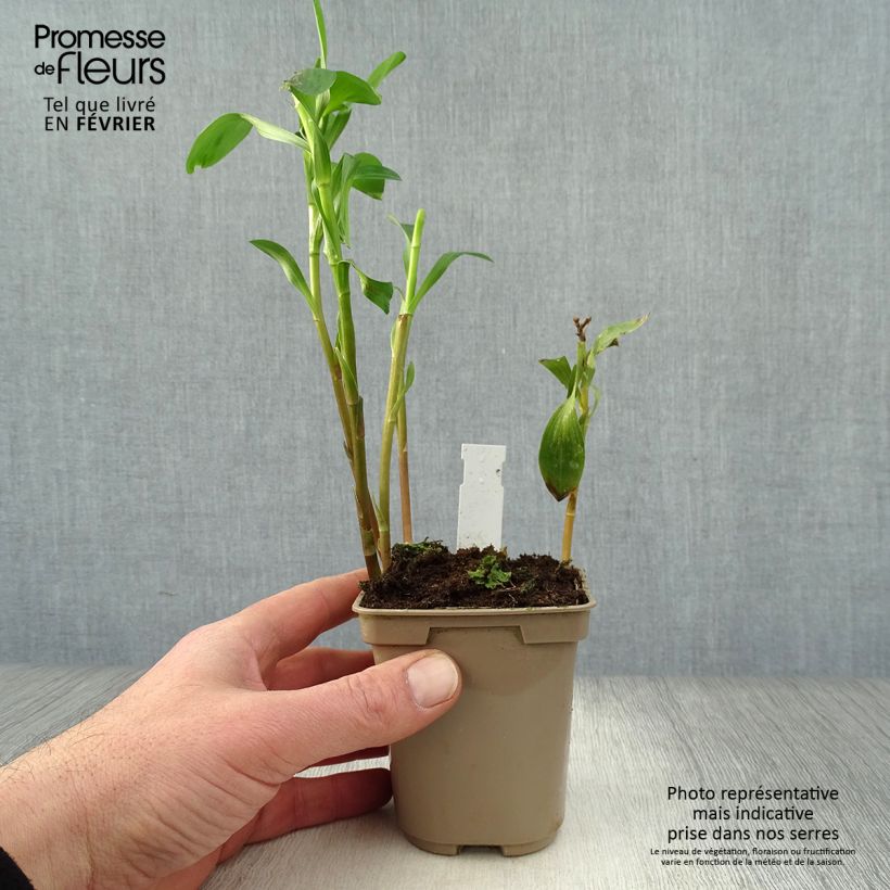 Exemplar von Alstroemeria Majestic Layon - Inkalilie Kleine Töpfe von 8/9 cm wie im Winter geliefert