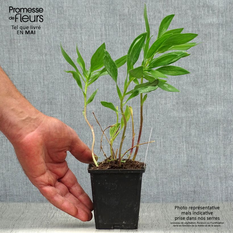 Exemplar von Alstroemeria Majestic Montsoreau - Inkalilie Kleine Töpfe von 8/9 cm wie im Frühjahr geliefert