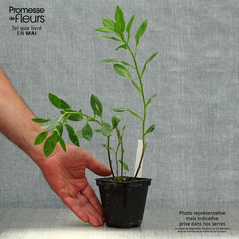 Exemplar von Alstroemeria Majestic Tiercé - Inkalilie Kleine Töpfe von 8/9 cm wie im Frühjahr geliefert