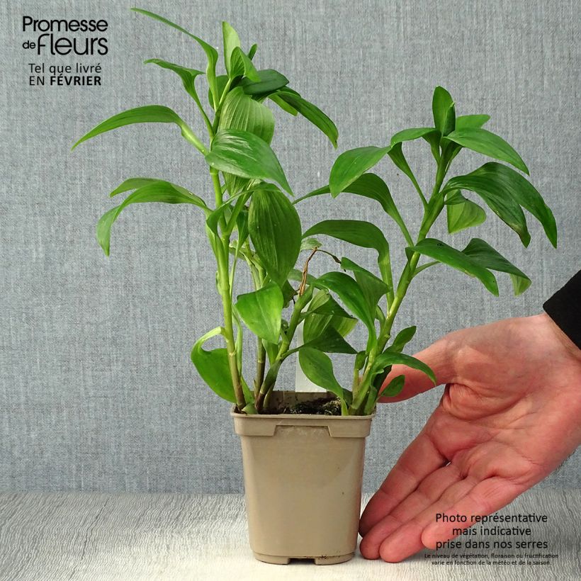 Exemplar von Alstroemeria Majestic Tiercé - Inkalilie Kleine Töpfe von 8/9 cm wie im Winter geliefert