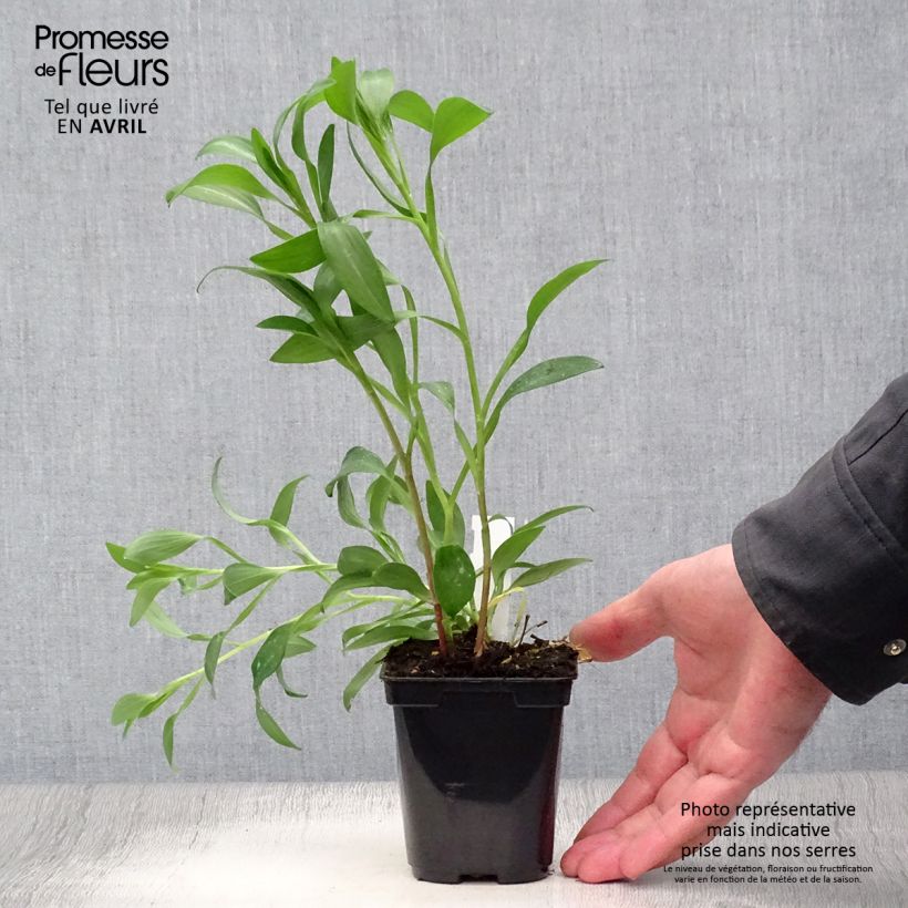 Exemplar von Alstroemeria Majestic Brissac - Inkalilie Kleine Töpfe von 8/9 cm wie im Frühjahr geliefert