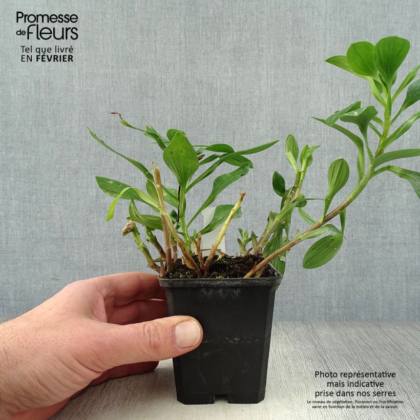 Exemplar von Alstroemeria Majestic Chartrené - Inkalilie Kleine Töpfe von 8/9 cm wie im Winter geliefert