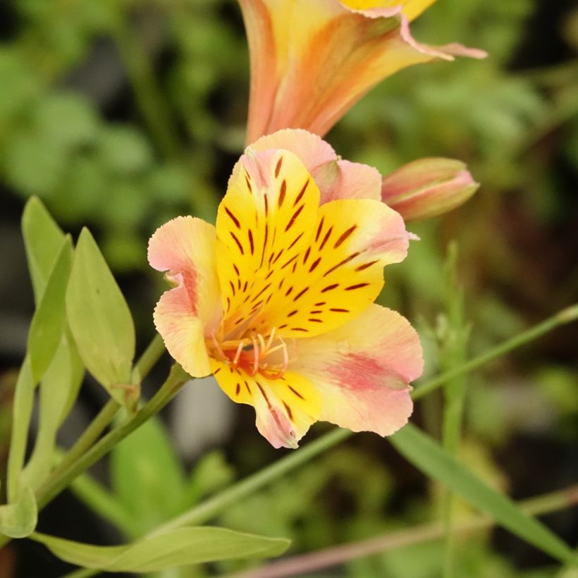 Alstroemeria Majestic Chartrené - Inkalilie (Blüte)