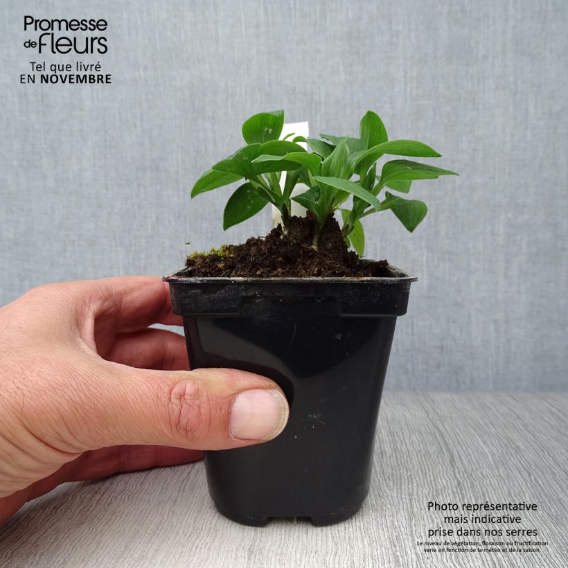 Example of Alstroemeria Pitchounes Lola - Inkalilie Kleine Töpfe von 8/9 cm as you get in automne