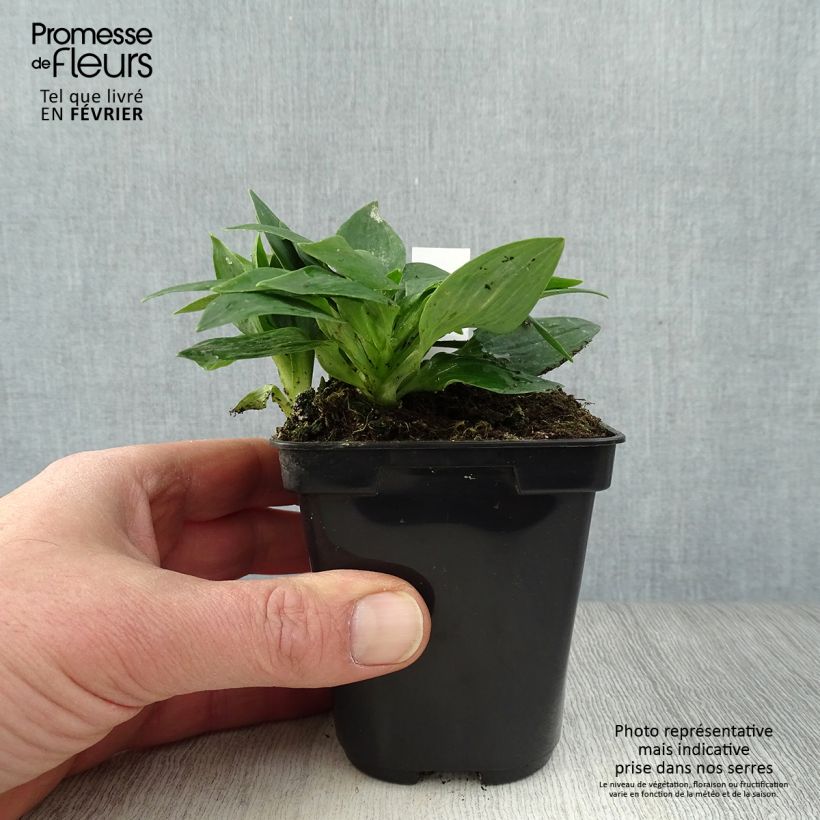 Exemplar von Alstroemeria Pitchounes Lola - Inkalilie Kleine Töpfe von 8/9 cm wie im Winter geliefert