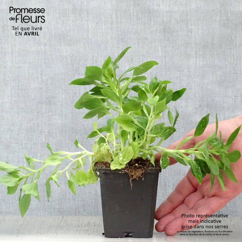 Exemplar von Alstroemeria Pitchounes Lucas - Inkalilie Kleine Töpfe von 8/9 cm wie im Frühjahr geliefert