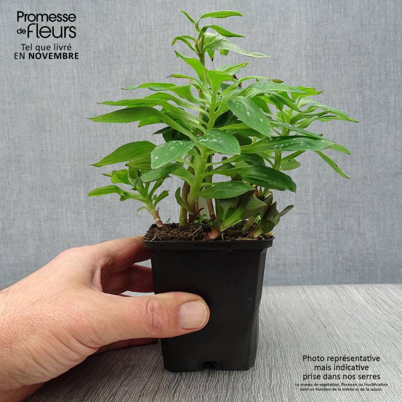 Example of Alstroemeria Pitchounes Lucas - Inkalilie Kleine Töpfe von 8/9 cm as you get in automne