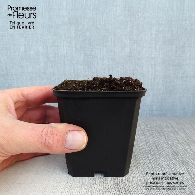 Exemplar von Alstroemeria Pitchounes Lucas - Inkalilie Kleine Töpfe von 8/9 cm wie im Winter geliefert